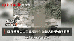 辉县近百只山羊，接连跳崖