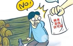 男子诉称其292.8亩杉木林被偷砍偷卖损失