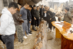 重庆市涪陵区乌木文化研究会 探索乌木之美传承文化之韵
