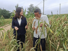 陕西：槐山脚下秧苗壮 特色兴农大“硒”望